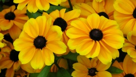 Yellow Summer Garden Flowers