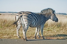 Zebra On Road With Veld