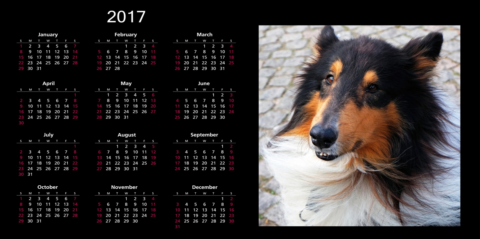 2017 Calendar With Dog Free Stock Photo - Public Domain Pictures