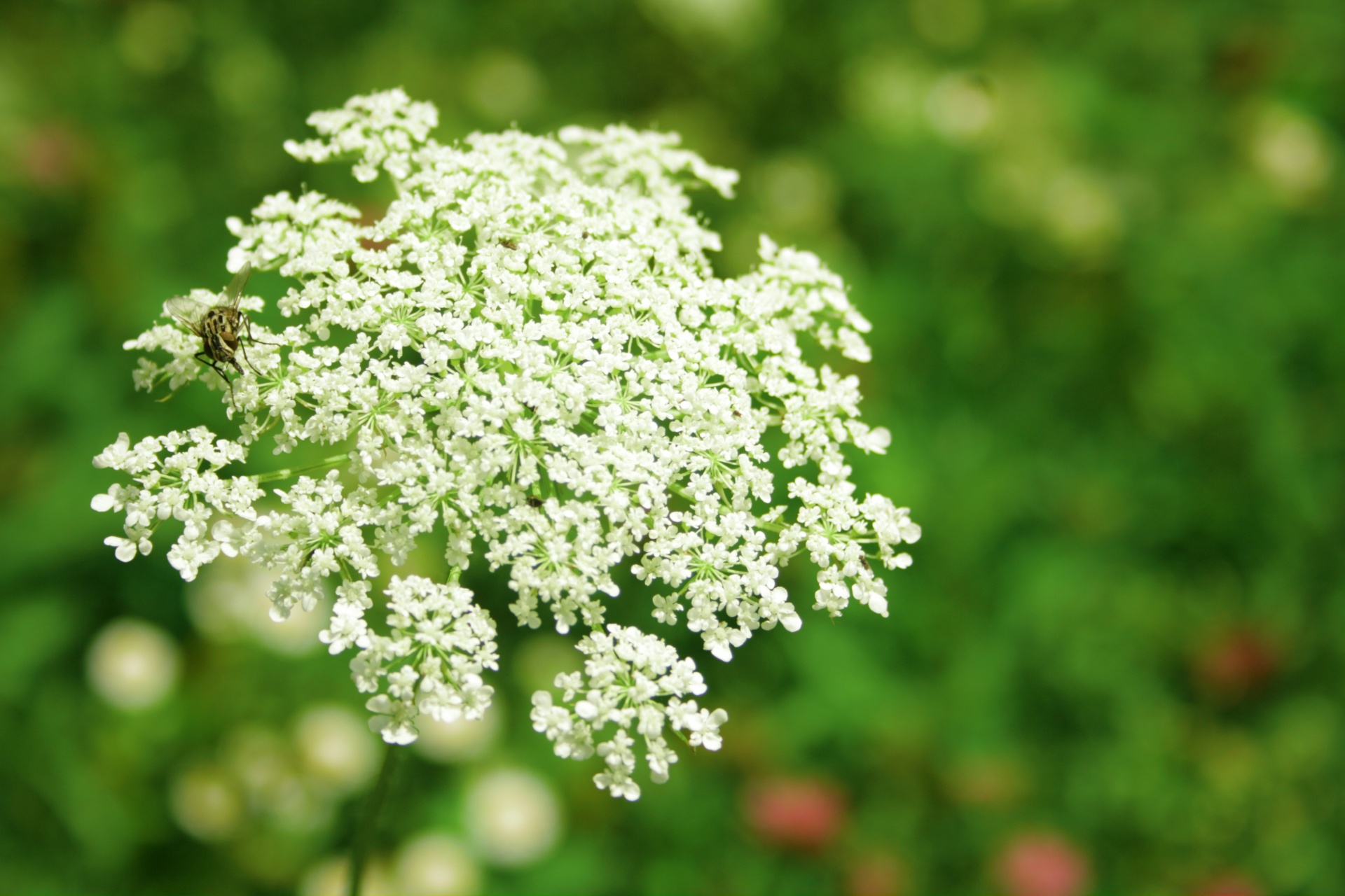 Cow Parsley Free Stock Photo - Public Domain Pictures