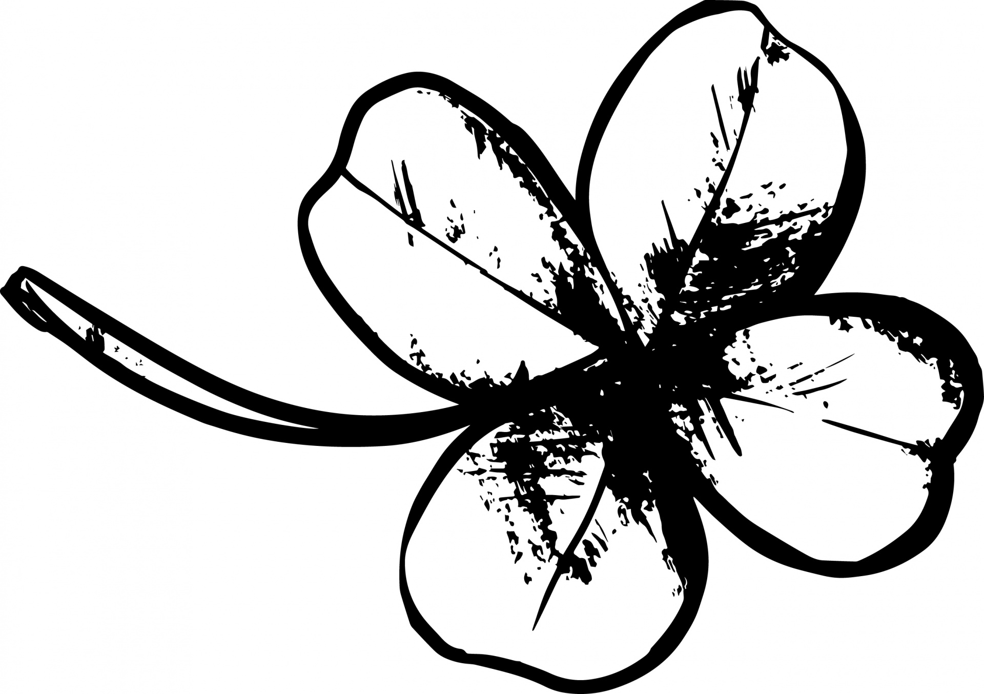 Four Leaf Clover Drawing Free Stock Photo - Public Domain Pictures