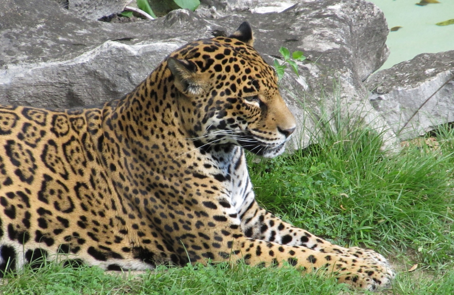 https://www.publicdomainpictures.net/pictures/190000/velka/jaguar-portrait.jpg