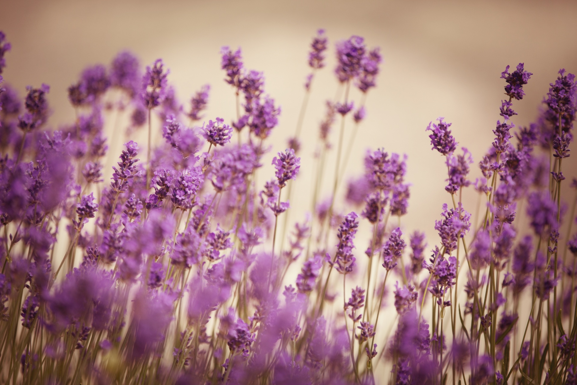 Lavender Free Stock Photo - Public Domain Pictures