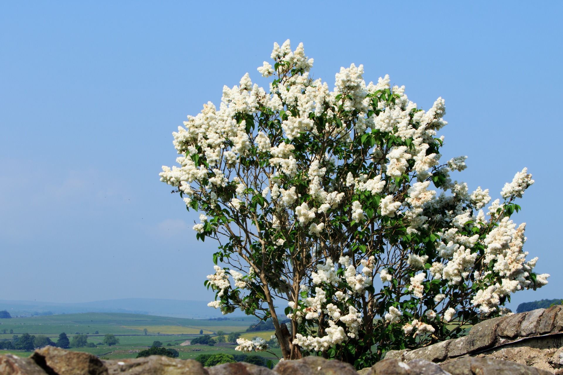 ライラックの木白い花 無料画像 Public Domain Pictures