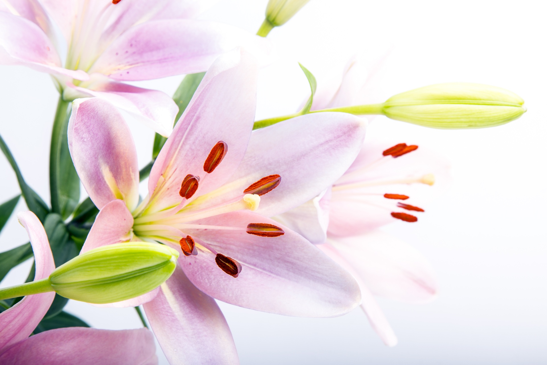 Lilies Flowers Free Stock Photo - Public Domain Pictures