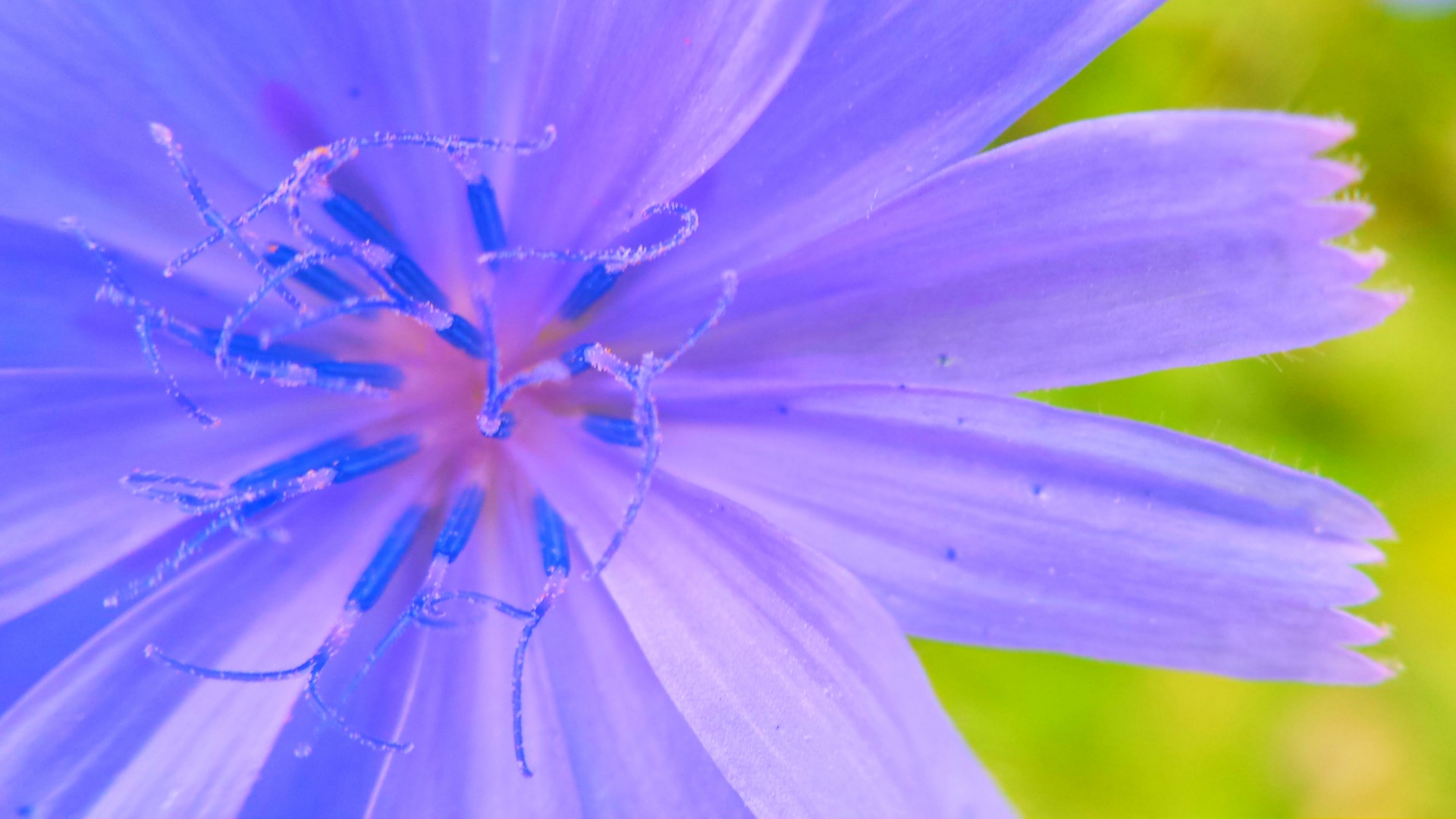 Pollen On A Purple Flower Free Stock Photo - Public Domain Pictures