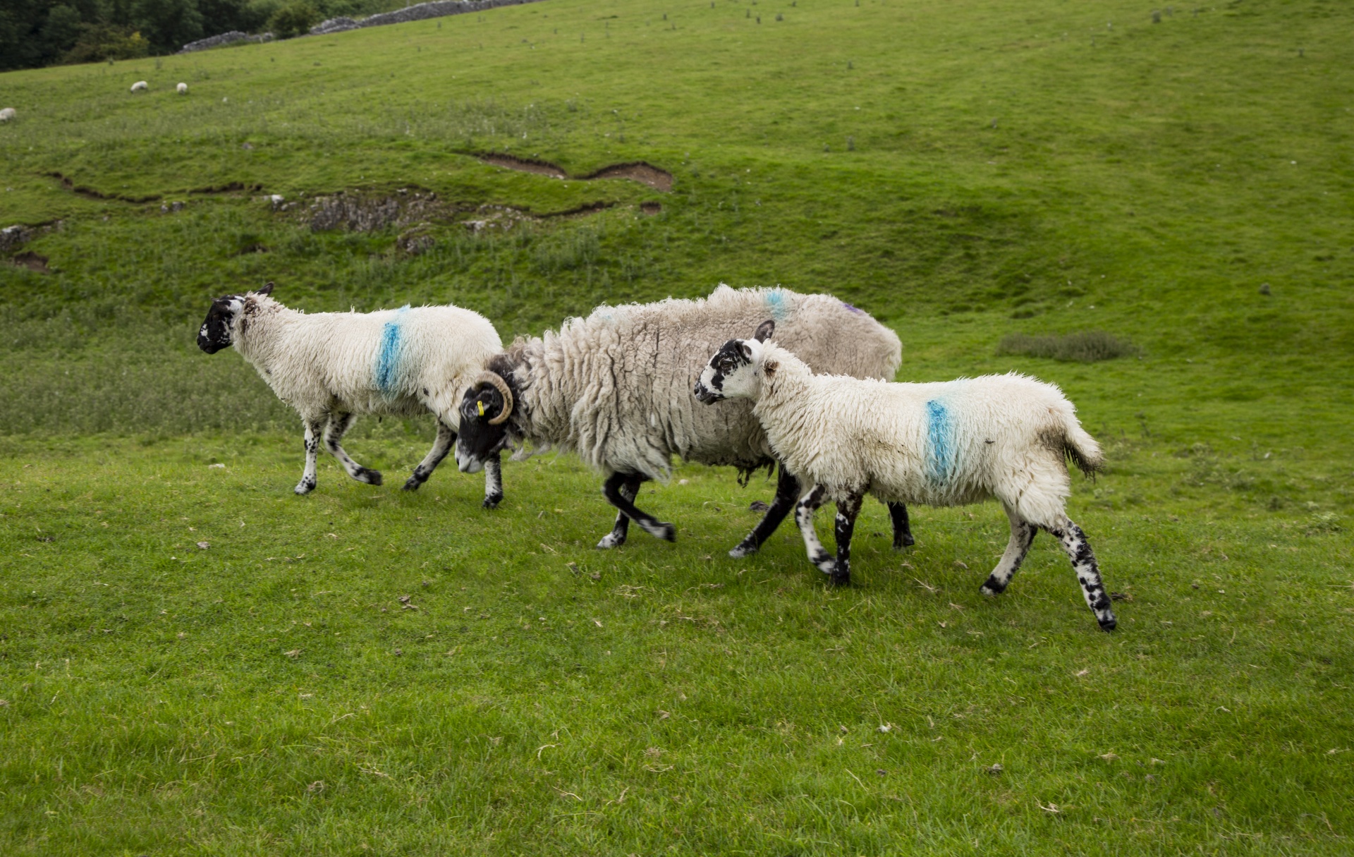 Sheep Free Stock Photo - Public Domain Pictures