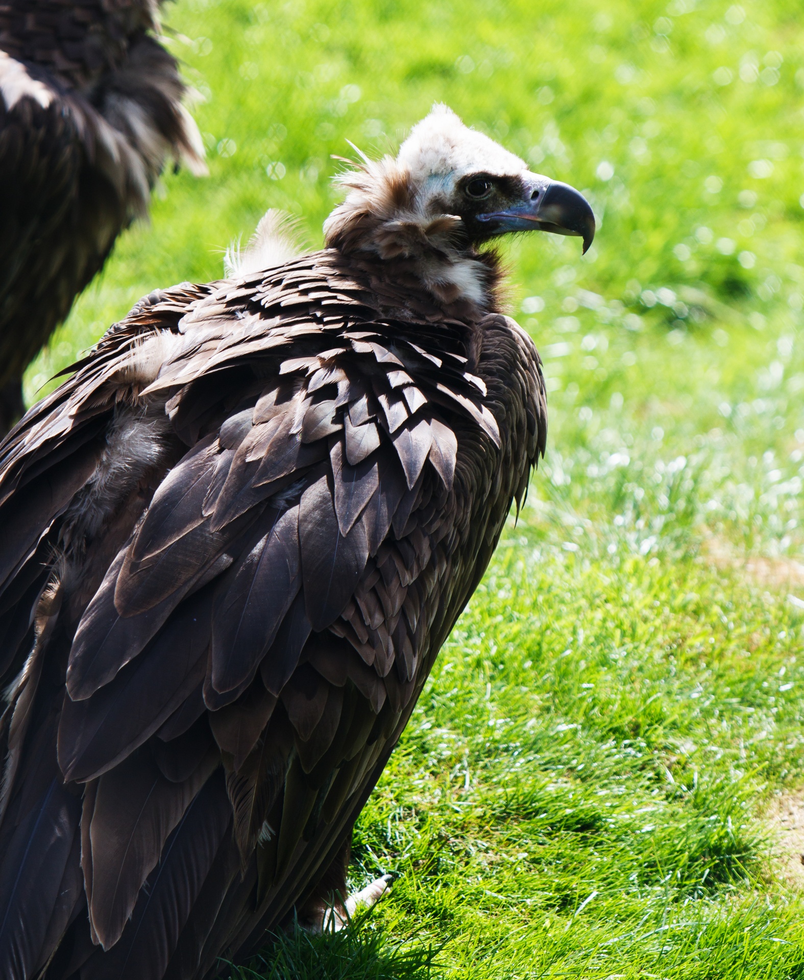 Vulture Portrait Free Stock Photo - Public Domain Pictures