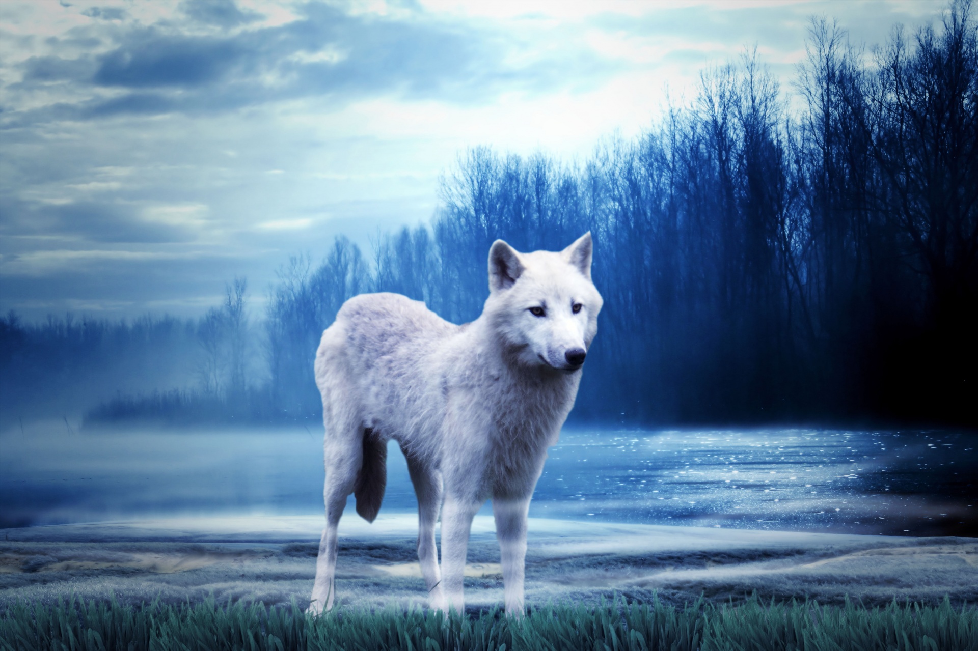 wolf-free-stock-photo-public-domain-pictures