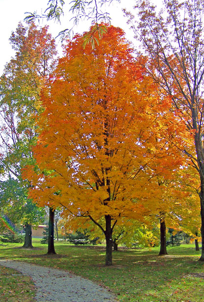 Autumn Maple Tree In Park Free Stock Photo - Public Domain 