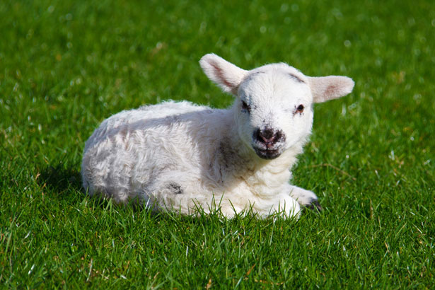 Baby Lamb Free Stock Photo - Public Domain Pictures