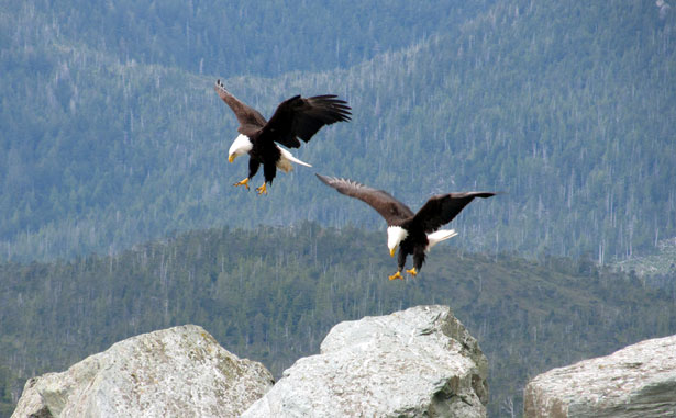 Bald Eagles Landing Free Stock Photo - Public Domain Pictures