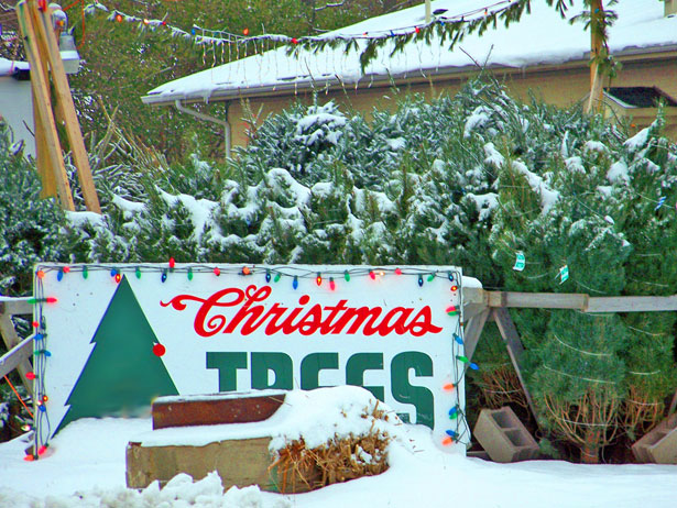 christmas-tree-lot-130730924856s.jpg