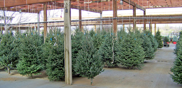 Christmas Trees For Sale Free Stock Photo - Public Domain Pictures