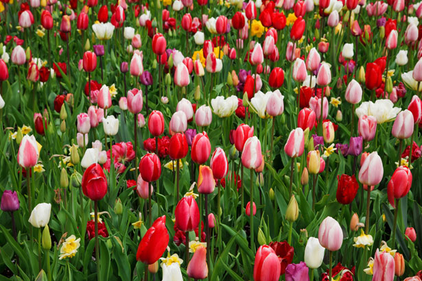 Colorful Tulips Free Stock Photo - Public Domain Pictures
