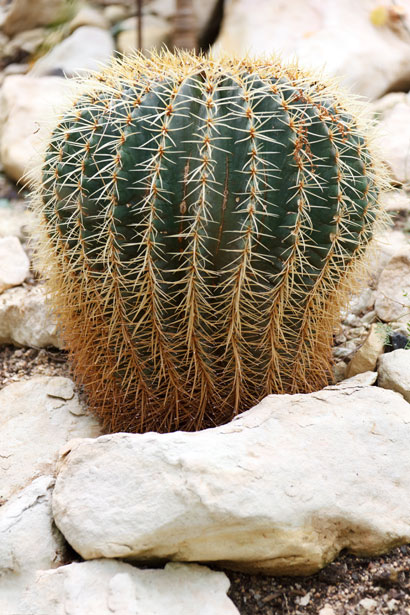 Cactus em crescimento Foto stock gratuita - Public Domain Pictures