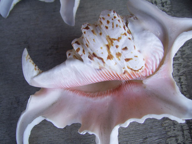 Set of Seashells. Big hand drawn Bundle of Sea Shells on isolated
