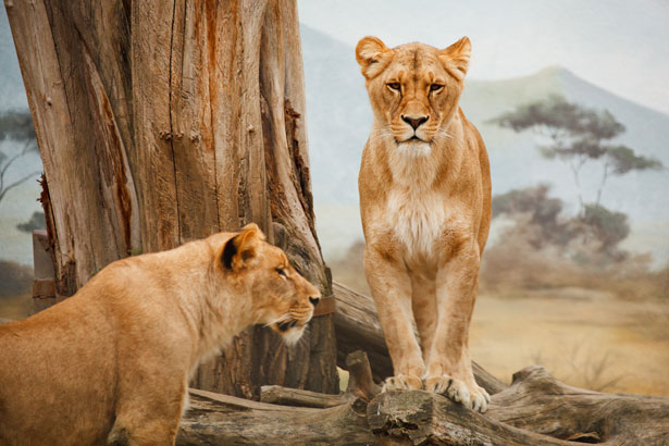 立っているライオン 無料画像 Public Domain Pictures