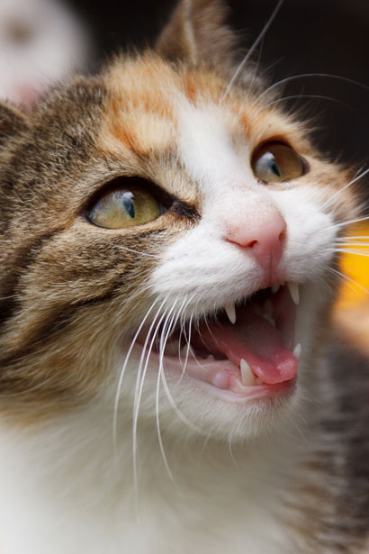 мяуканье кошки Бесплатная фотография - Public Domain Pictures