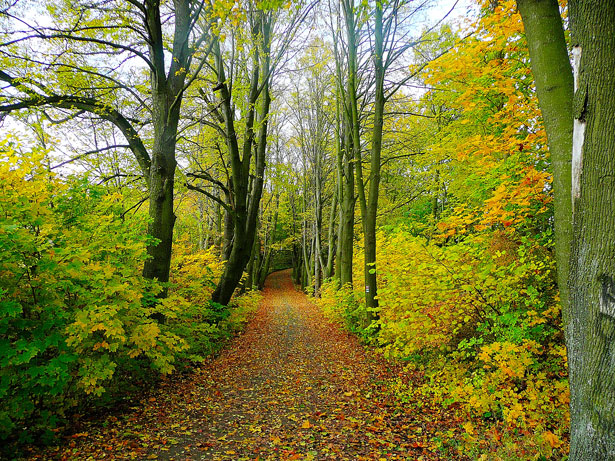 Sentiero nel bosco Immagine gratis - Public Domain Pictures