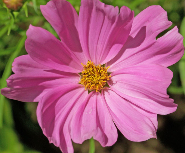 Pink Flower Free Stock Photo - Public Domain Pictures