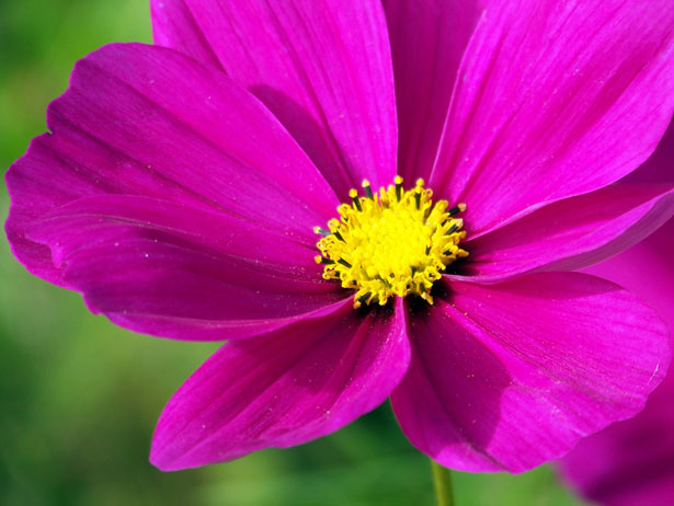 Pink Flower Free Stock Photo - Public Domain Pictures
