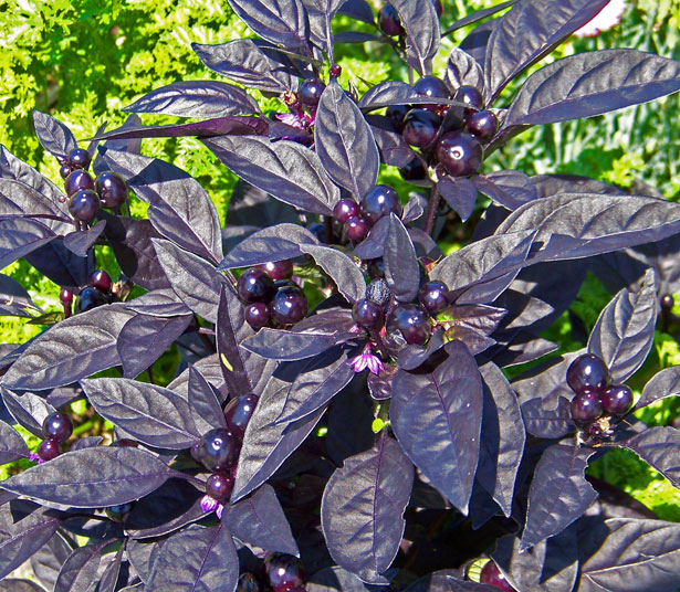 紫色の葉とベリー 無料画像 Public Domain Pictures