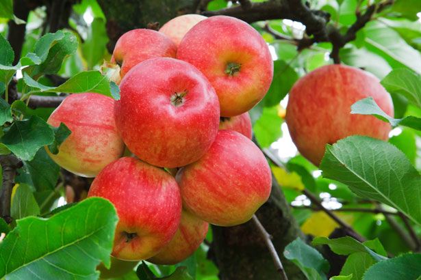 Apples - healthy vagina diet,