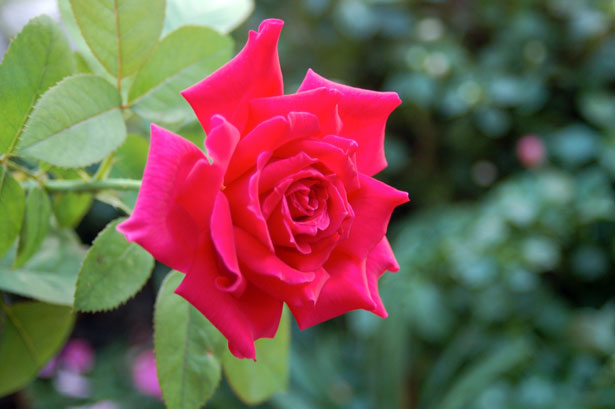 Rose Free Stock Photo - Public Domain Pictures