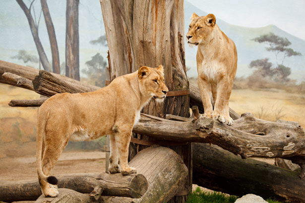 二匹のライオン 無料画像 Public Domain Pictures