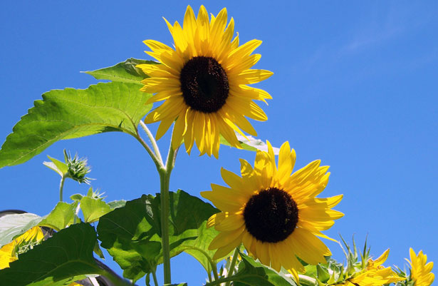 Two Sunflowers Free Stock Photo - Public Domain Pictures