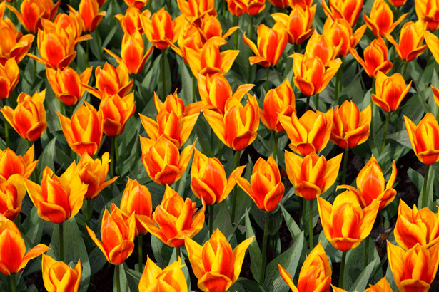 Fond jaune tulipe rouge Photo stock libre - Public Domain Pictures