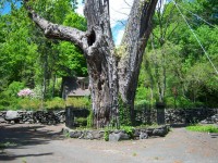 300 años de edad del árbol