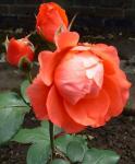 A Rózsa Bloom