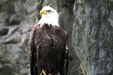 Amercian águila calva