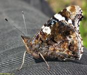 Amiral Schmetterling von einer Seite
