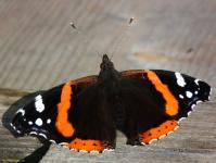 Rood Admiral Butterfly