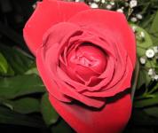 Un alt frumos trandafir rosu