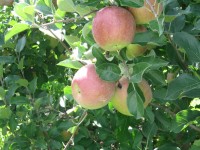 Las manzanas en el árbol
