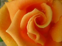 Rózsa a kertemben
