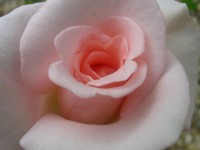 As rosas do meu jardim