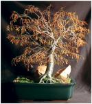 Herbst Bonsai-Baum Skulptur