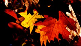 Las hojas de otoño