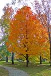 Autumn Maple Tree In Park