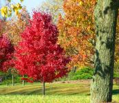 Stromy na podzim