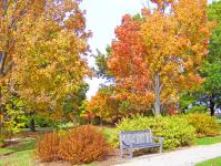 秋の木とベンチ公園内