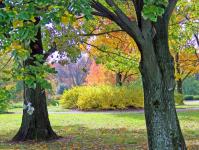 Árvores e Arbustos Outono