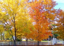 Árvores de Outono e cerca branca