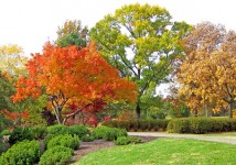 在一个公园秋天的树木