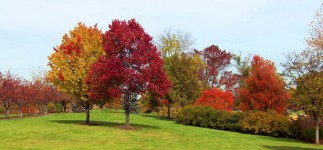 El otoño los árboles en un parque
